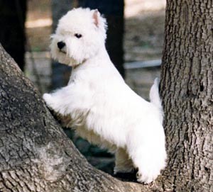 West highland white teriér.JPG