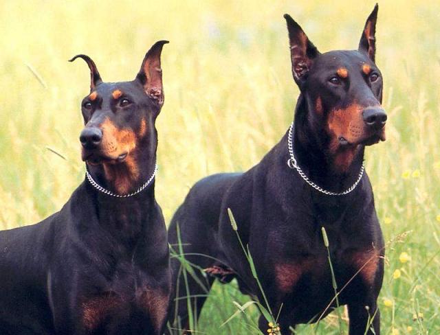 Doberman.jpg