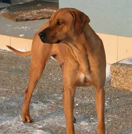 Rodézsky ridgeback.jpg